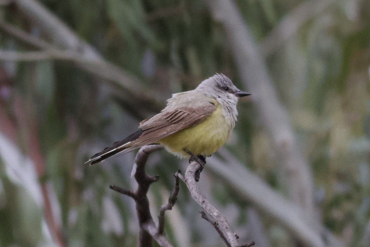 Western Kingbird - ML619283456