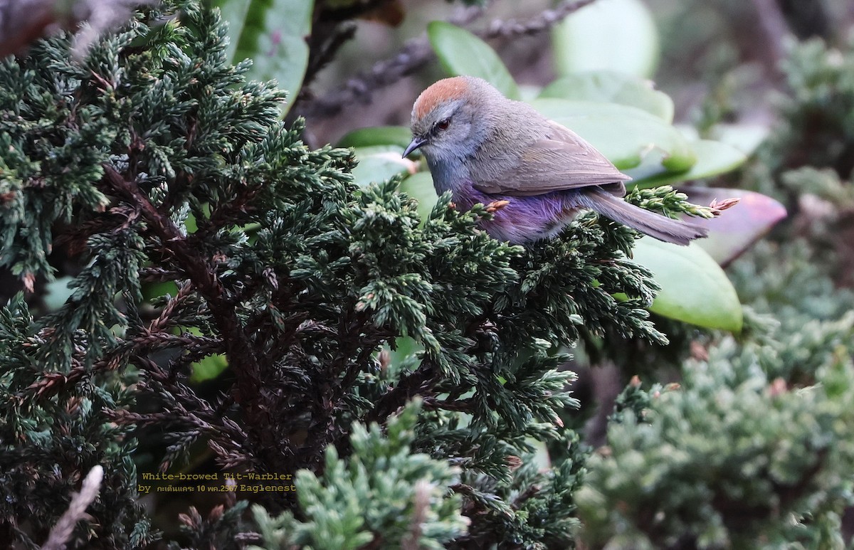 White-browed Tit-Warbler - Argrit Boonsanguan