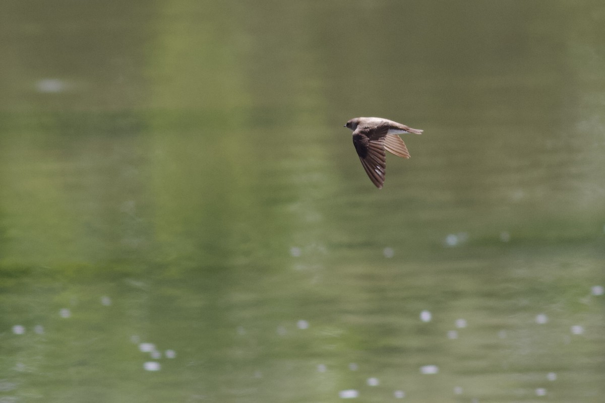 Northern Rough-winged Swallow - ML619283465