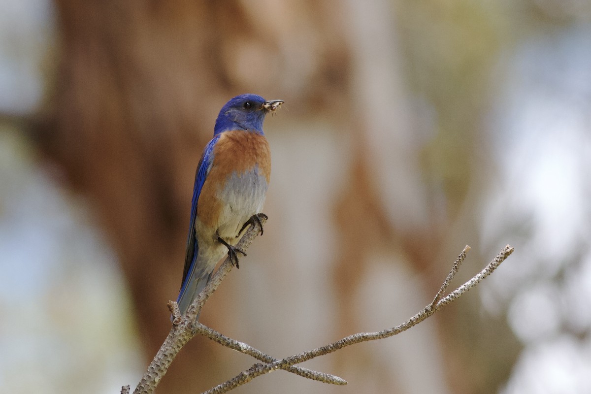 Western Bluebird - ML619283474