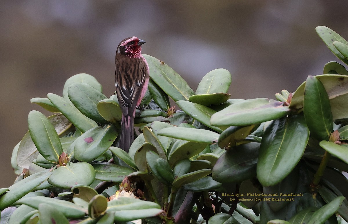 Himalayan White-browed Rosefinch - ML619283479