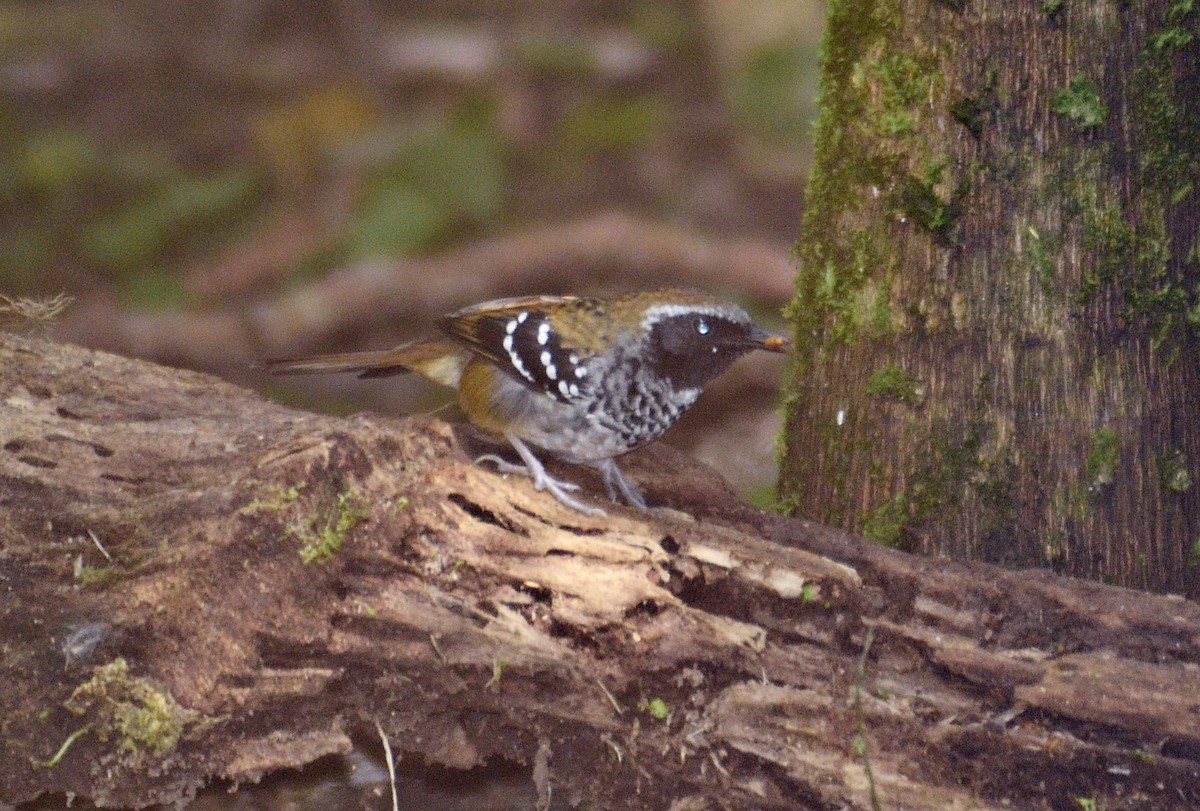 Squamate Antbird - ARNALDO SILVA