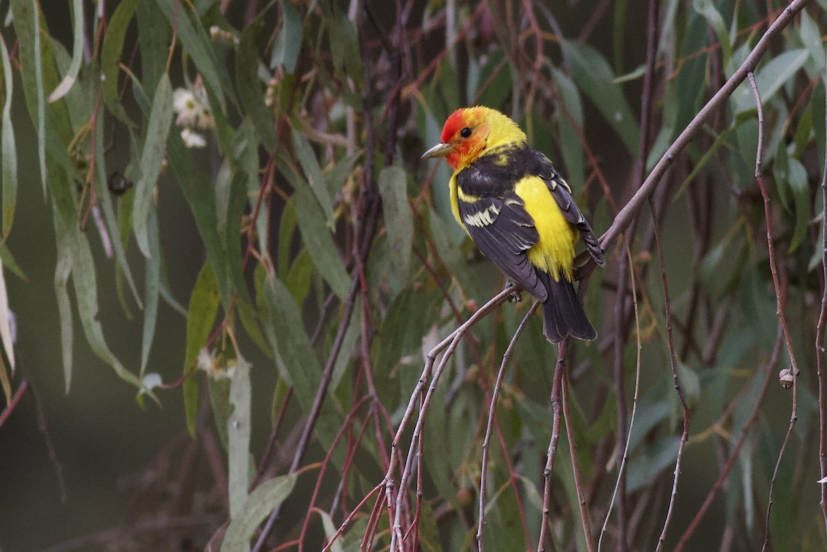 Western Tanager - ML619283483