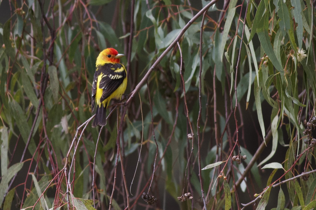 Western Tanager - ML619283484