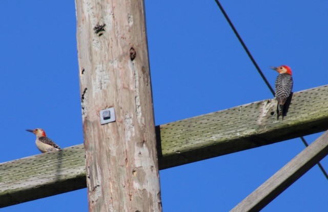 Red-bellied Woodpecker - ML619283489