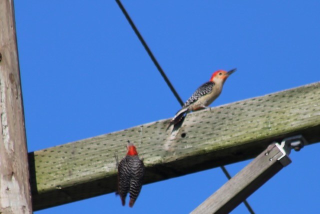 Red-bellied Woodpecker - Adele Berthelot