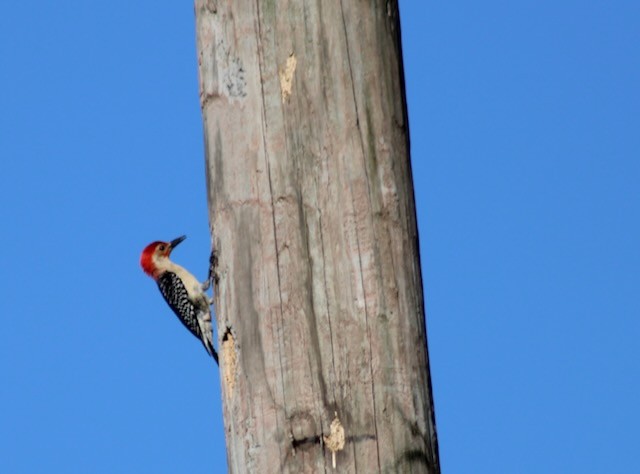 Red-bellied Woodpecker - Adele Berthelot