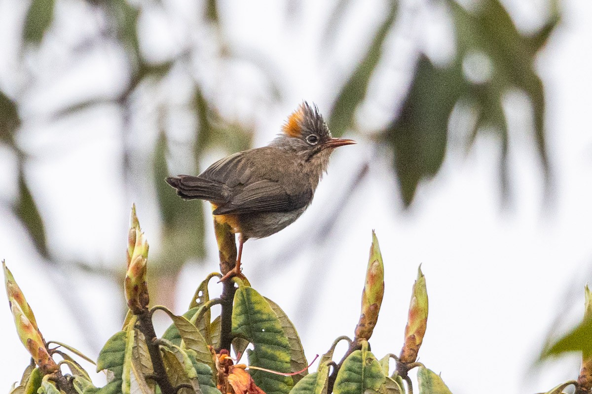 Rufous-vented Yuhina - ML619283497