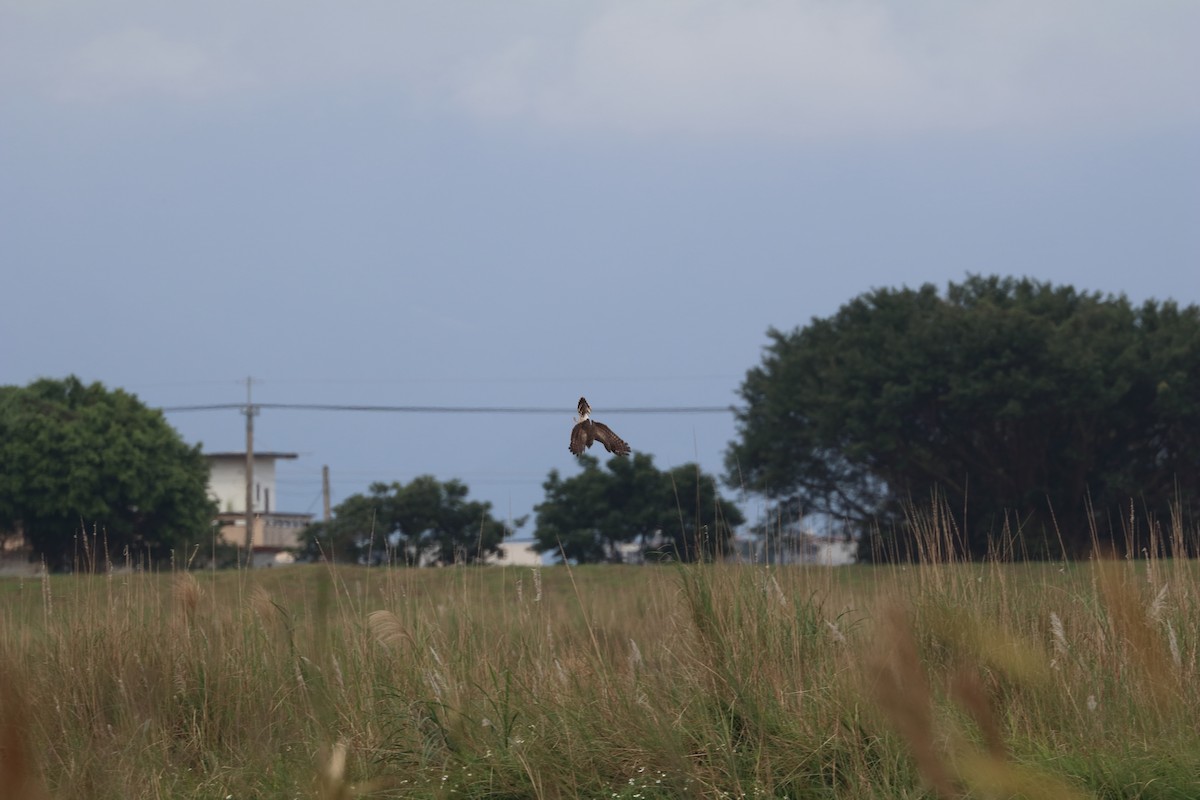 Hen Harrier - ML619283525