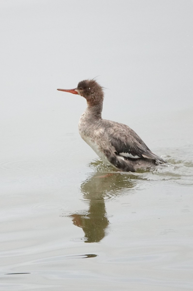 Red-breasted Merganser - David Rubenstein