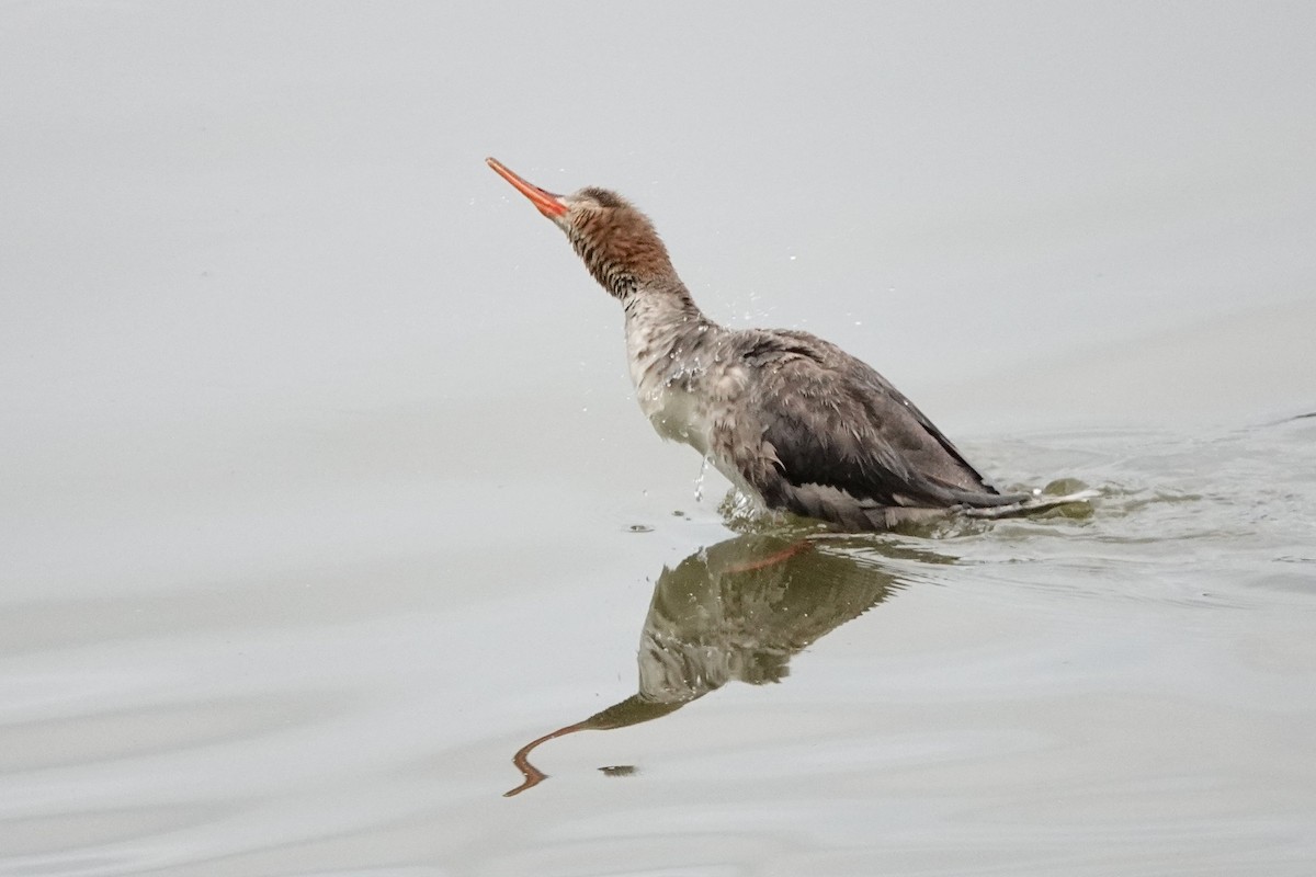 Red-breasted Merganser - David Rubenstein