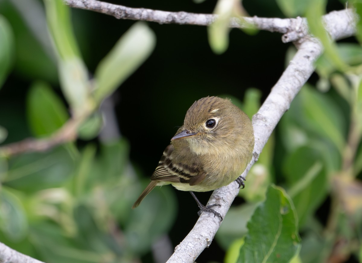 Western Flycatcher (Pacific-slope) - Herb Elliott