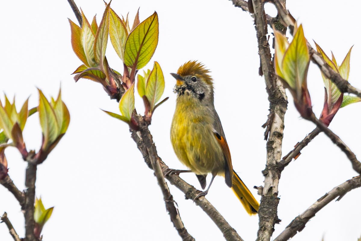 Chestnut-tailed Minla - Uday Agashe