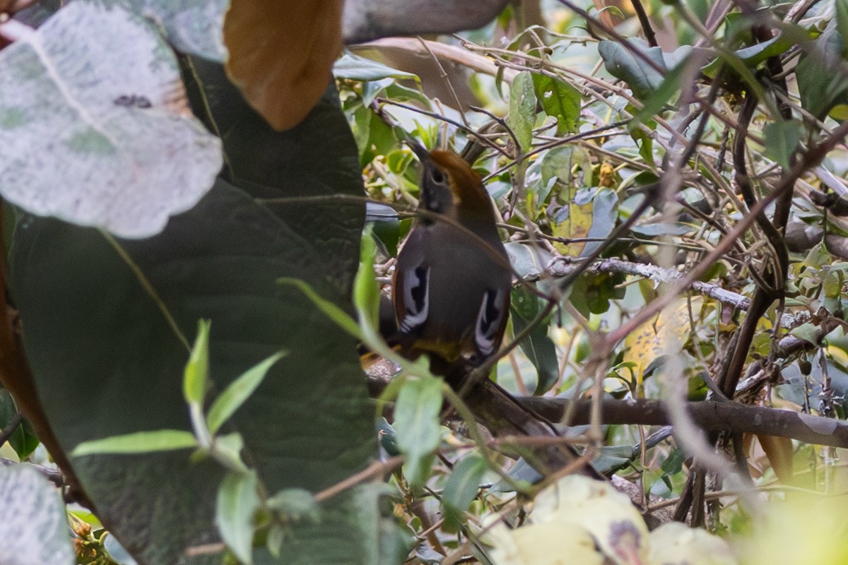 Chestnut-tailed Minla - Uday Agashe