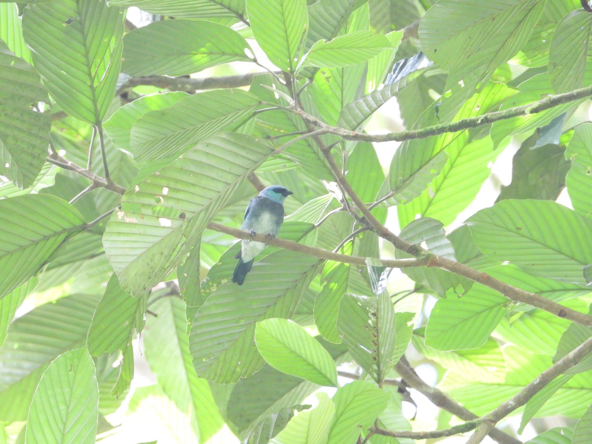 Masked Tanager - ML619283542
