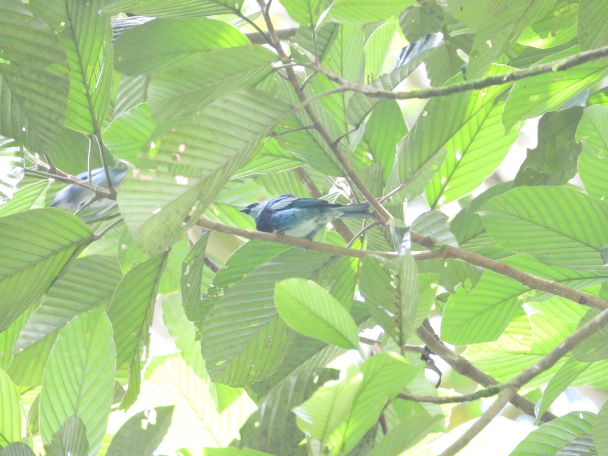 Masked Tanager - ML619283543