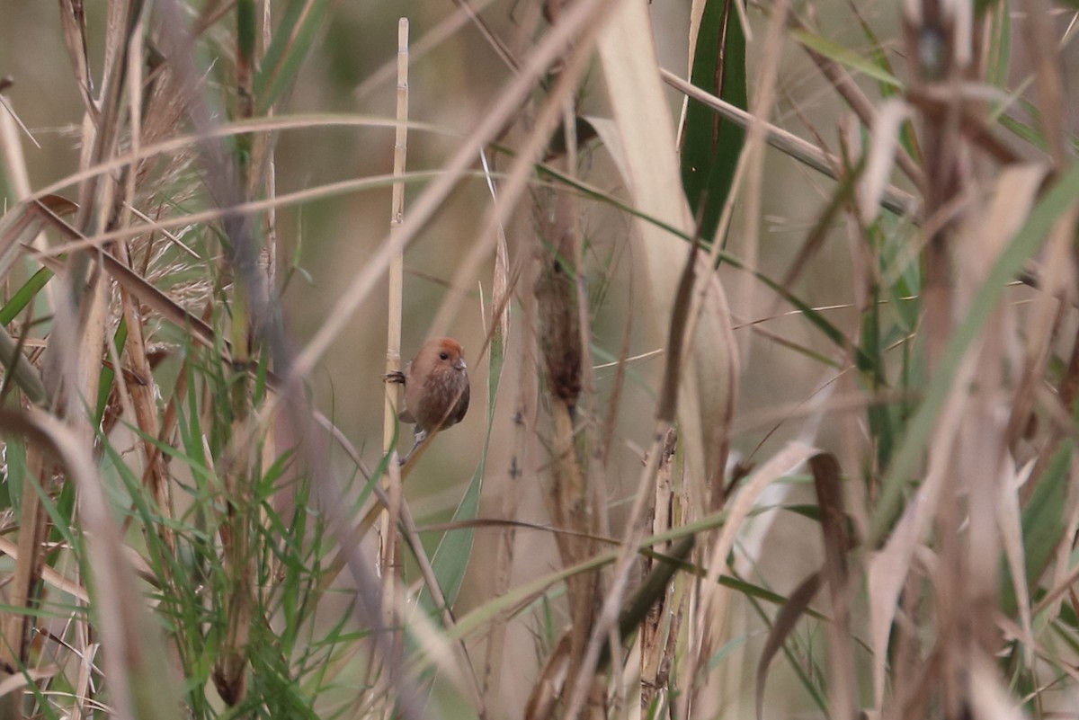 Vinous-throated Parrotbill - ML619283544