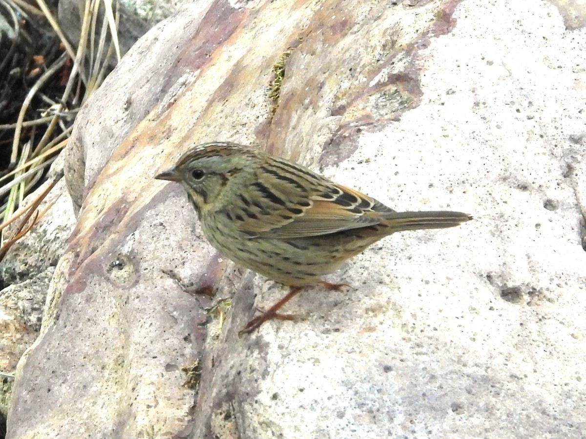 Lincoln's Sparrow - Nick Komar