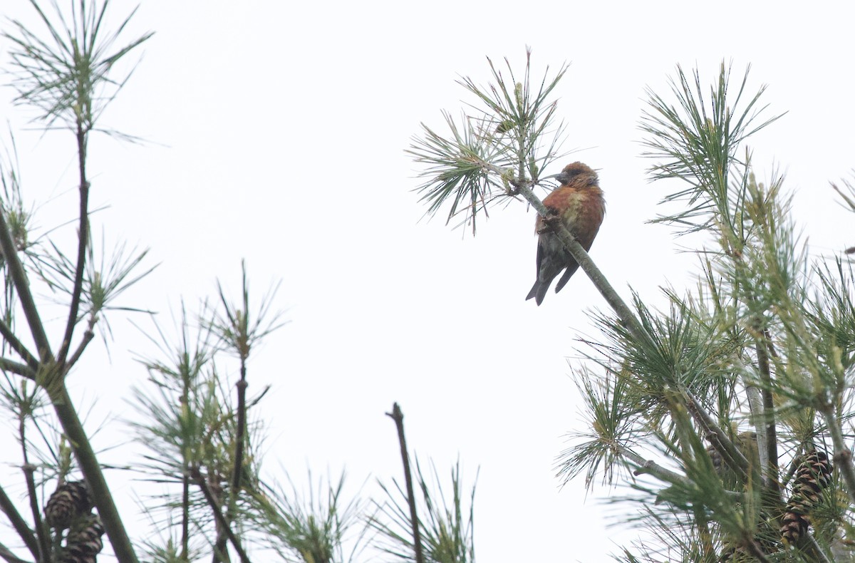 Red Crossbill - Will Sweet