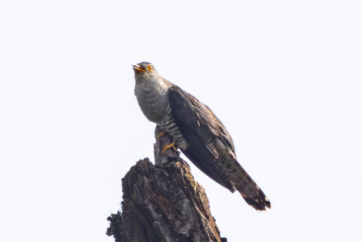 Himalayan Cuckoo - Uday Agashe