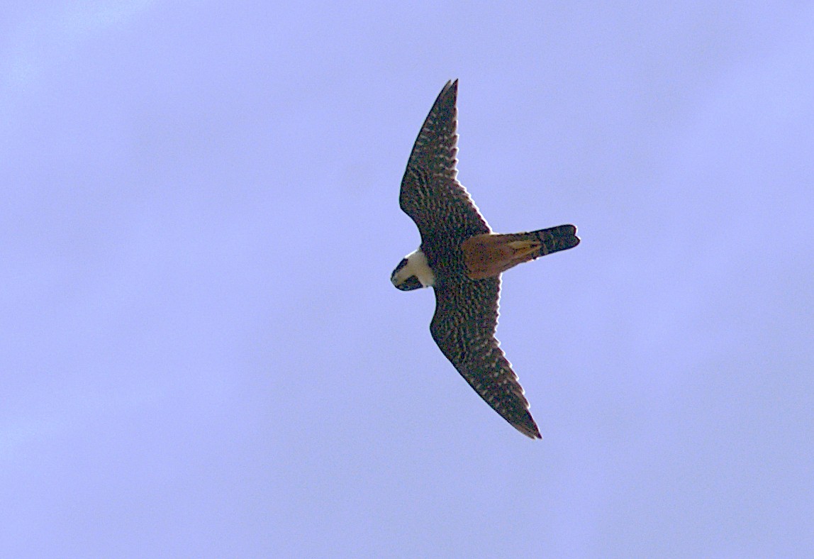 Bat Falcon - Patrícia Hanate