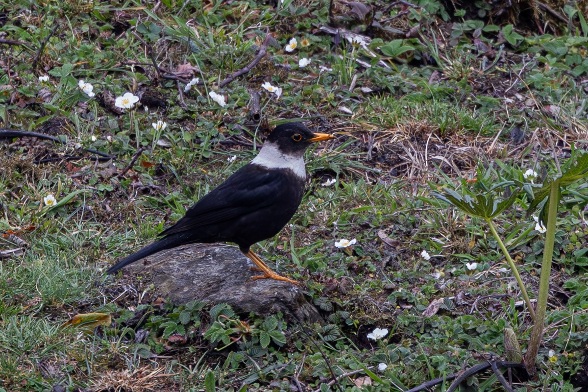 White-collared Blackbird - ML619283614