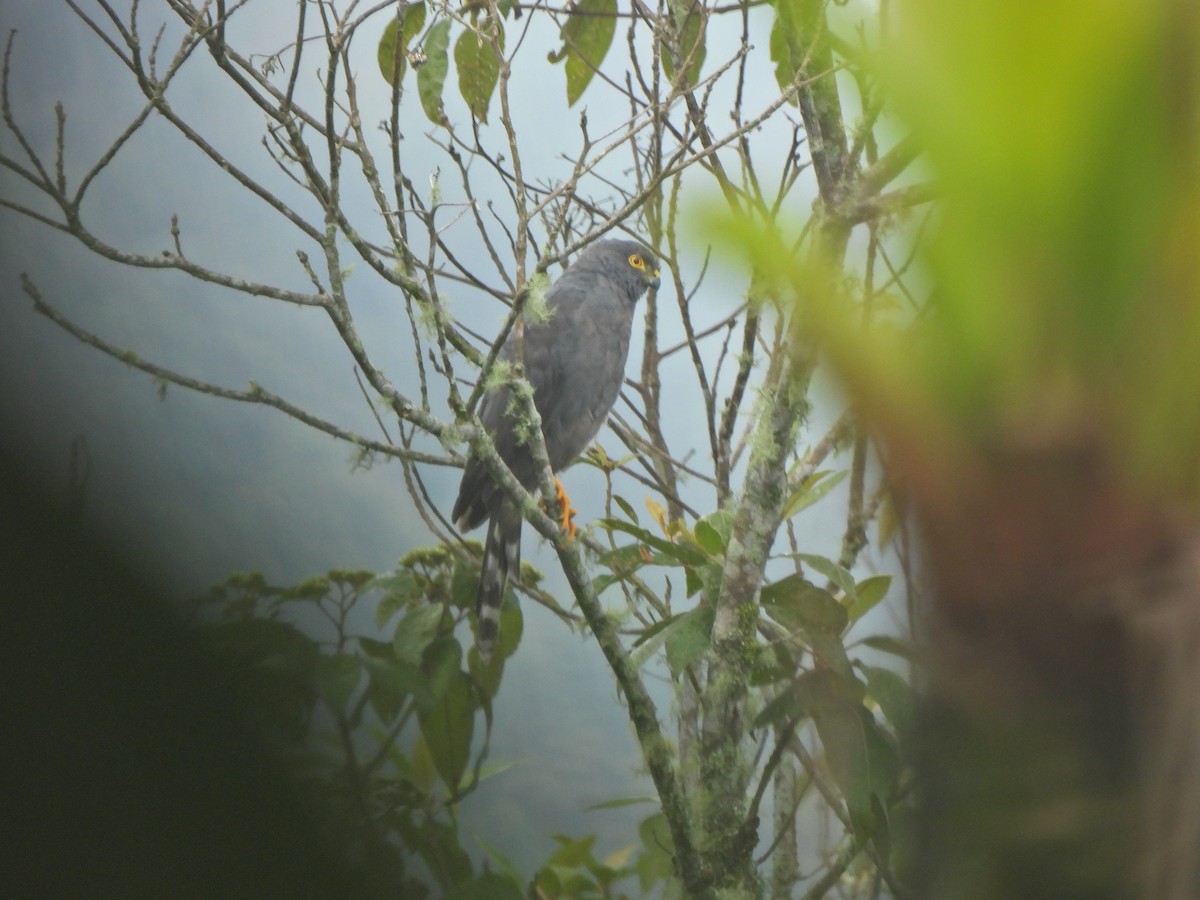 Sharp-shinned Hawk - Enever Loaiza