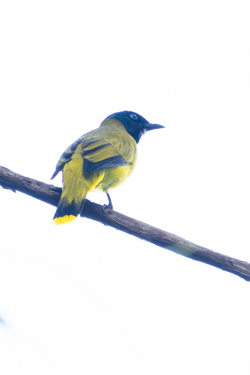 Black-headed Bulbul - Richard Edden