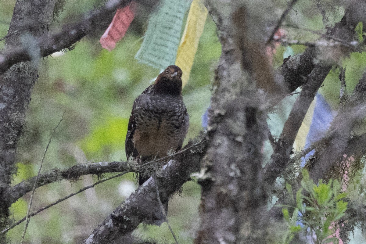 Spotted Laughingthrush - Uday Agashe