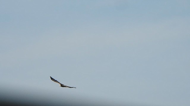 Egyptian Vulture - ML619283650