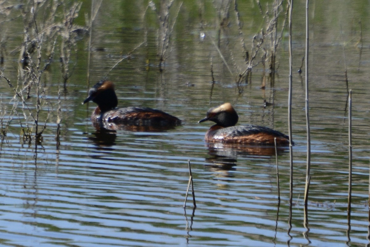 Horned Grebe - Anton Kornilov