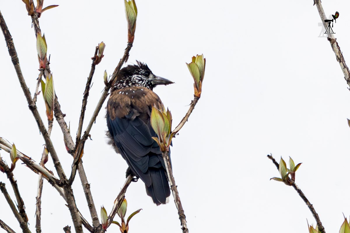 Eurasian Nutcracker - Uday Agashe