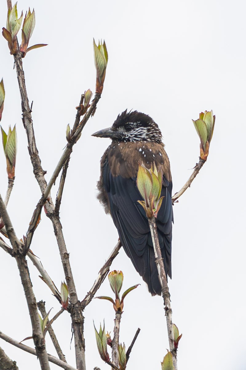 Eurasian Nutcracker - Uday Agashe