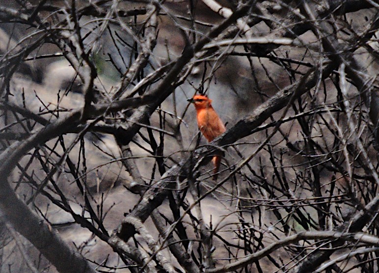 Hepatic Tanager (Lowland) - ML619283680