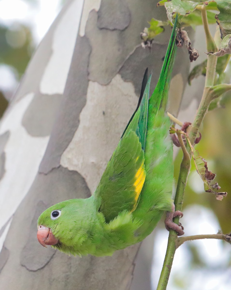 Yellow-chevroned Parakeet - Anonymous