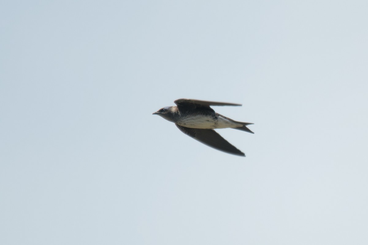 Purple Martin - ML619283696