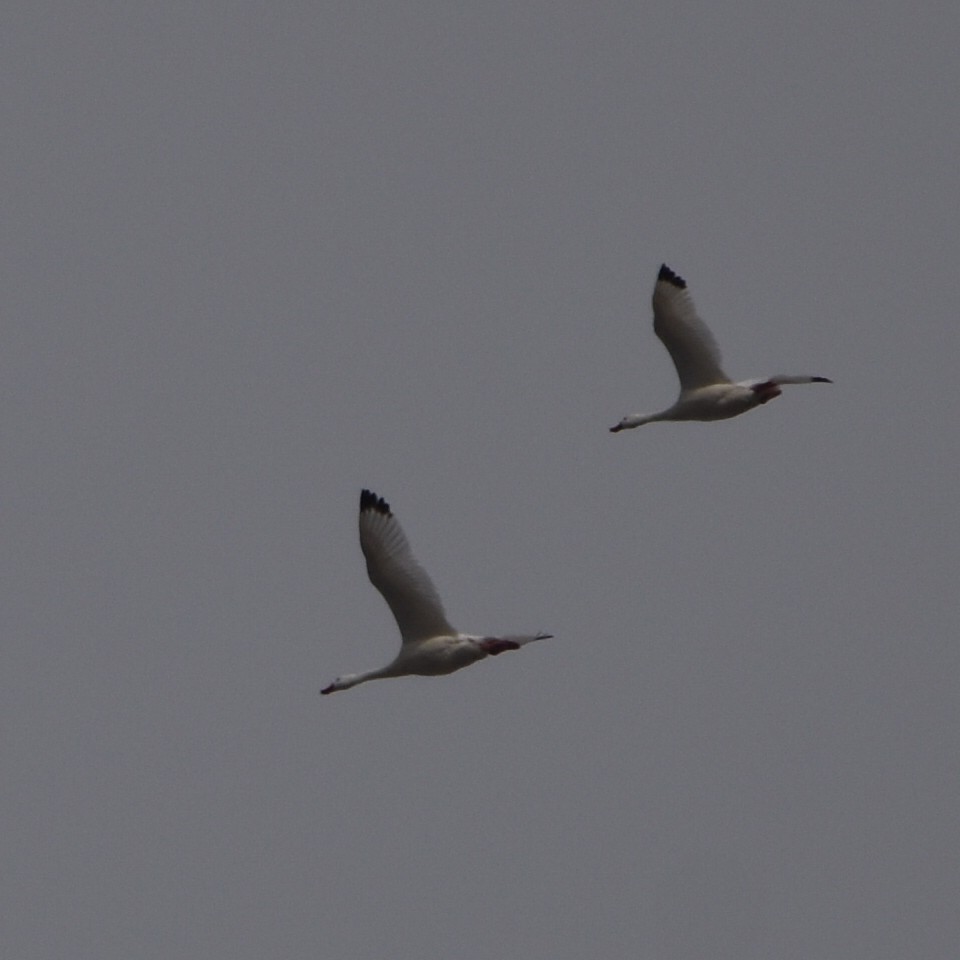 Coscoroba Swan - Alejandro Figueroa Varela