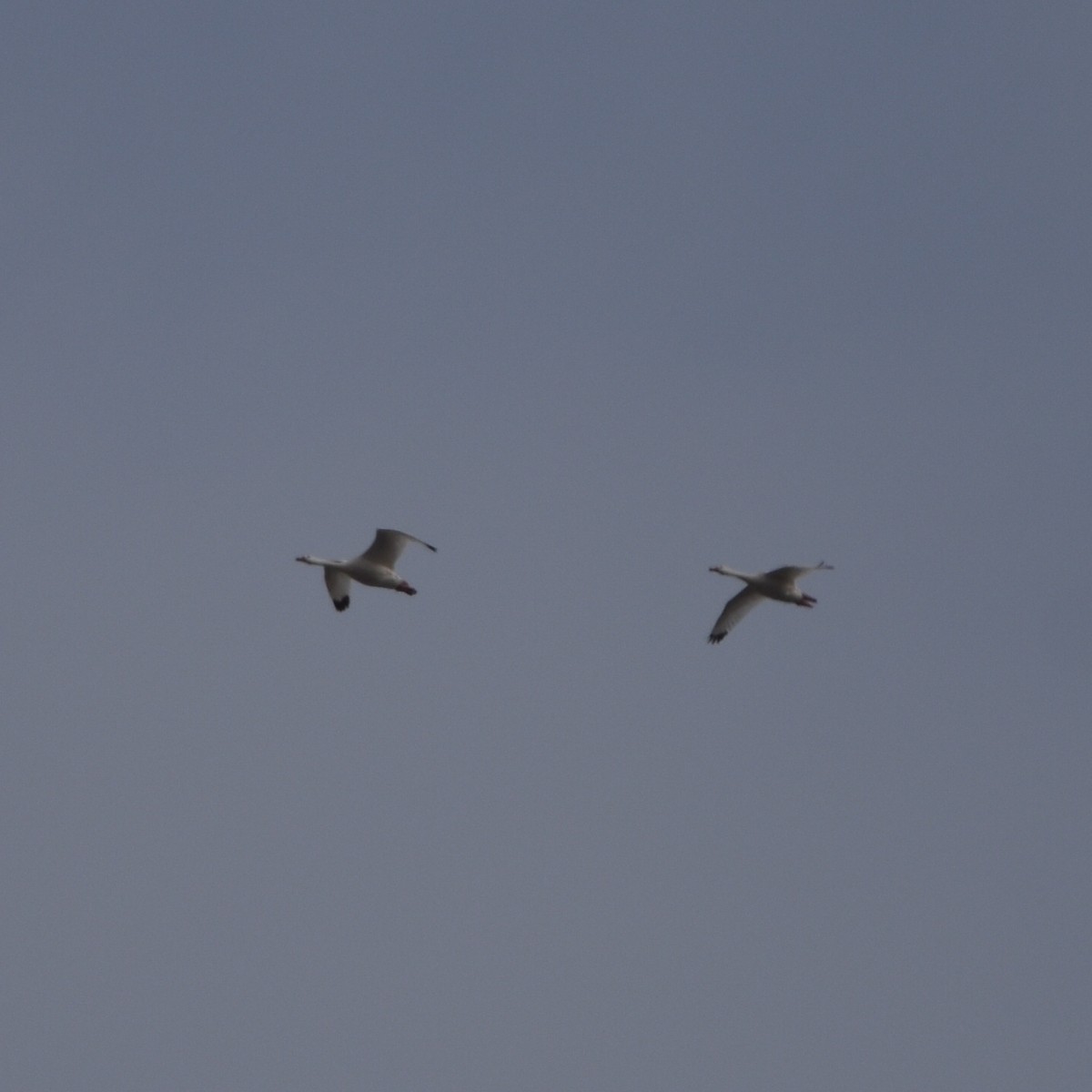 Coscoroba Swan - Alejandro Figueroa Varela