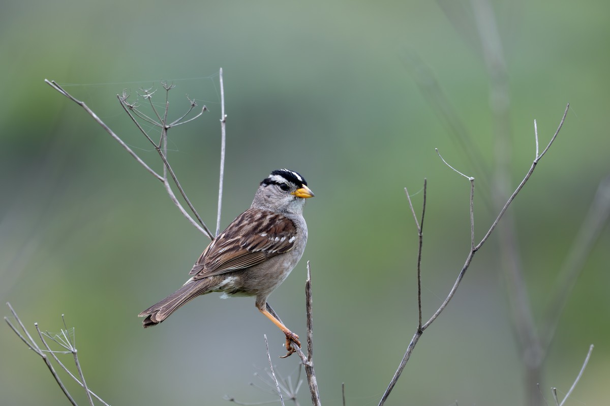 White-crowned Sparrow (nuttalli) - Herb Elliott