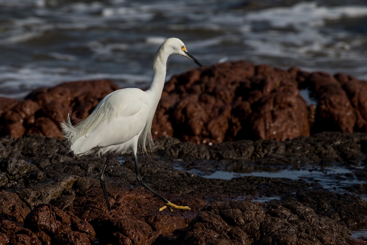 Snowy Egret - ML619283728