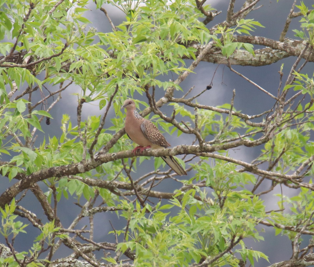 Spotted Dove - ML619283775