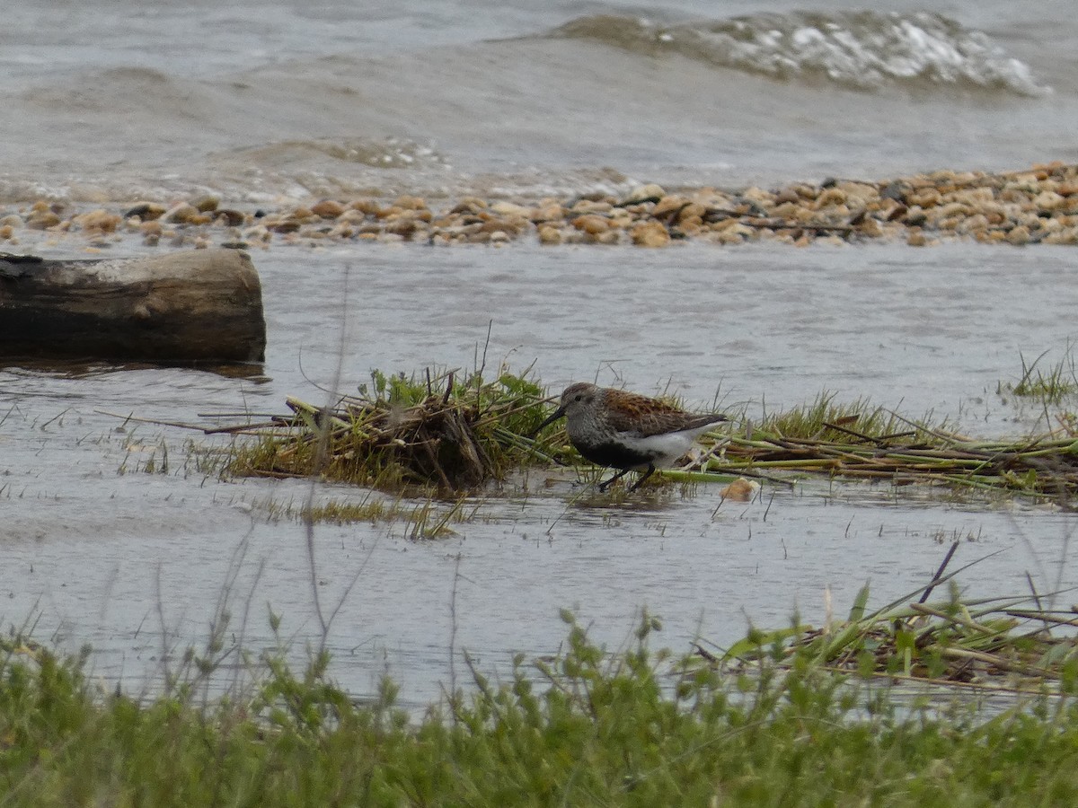 Dunlin - ML619283776