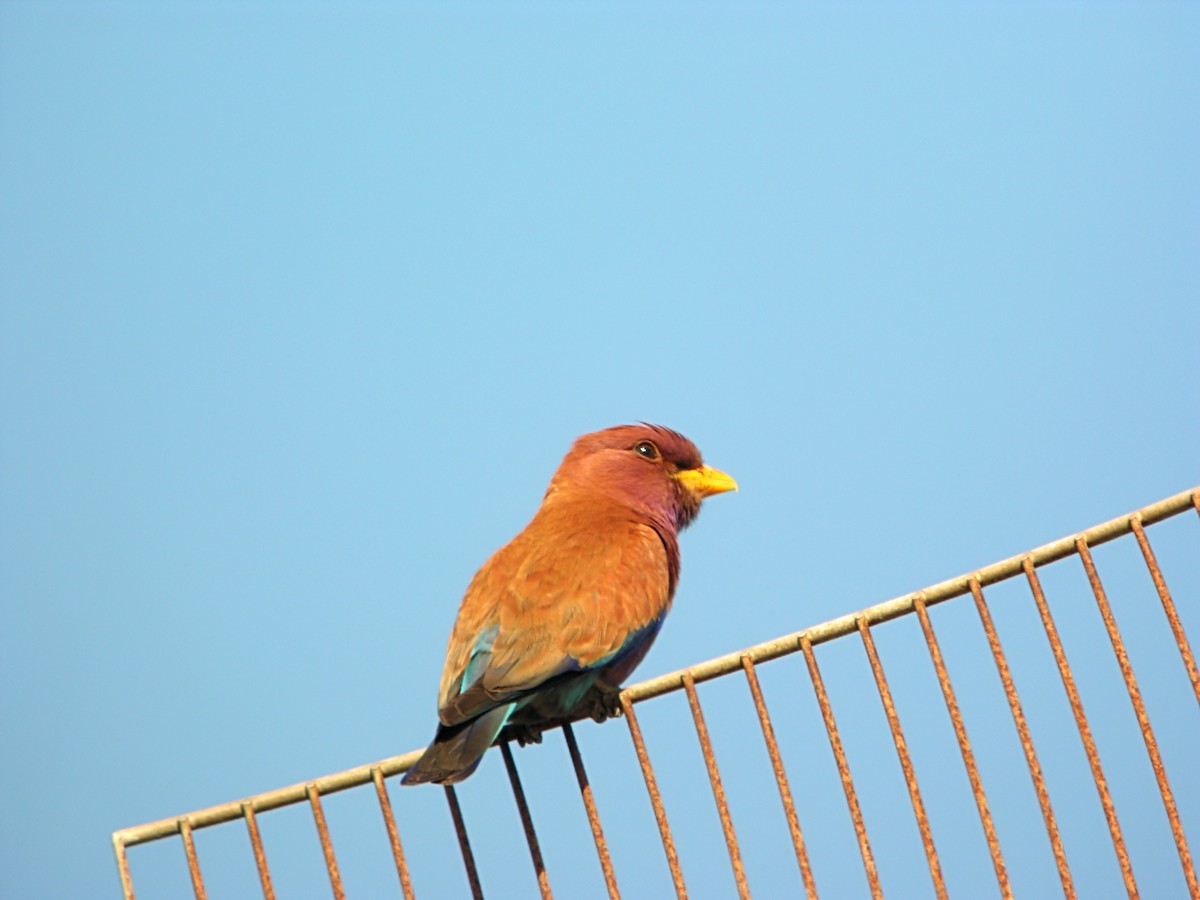 Broad-billed Roller - ML619283800