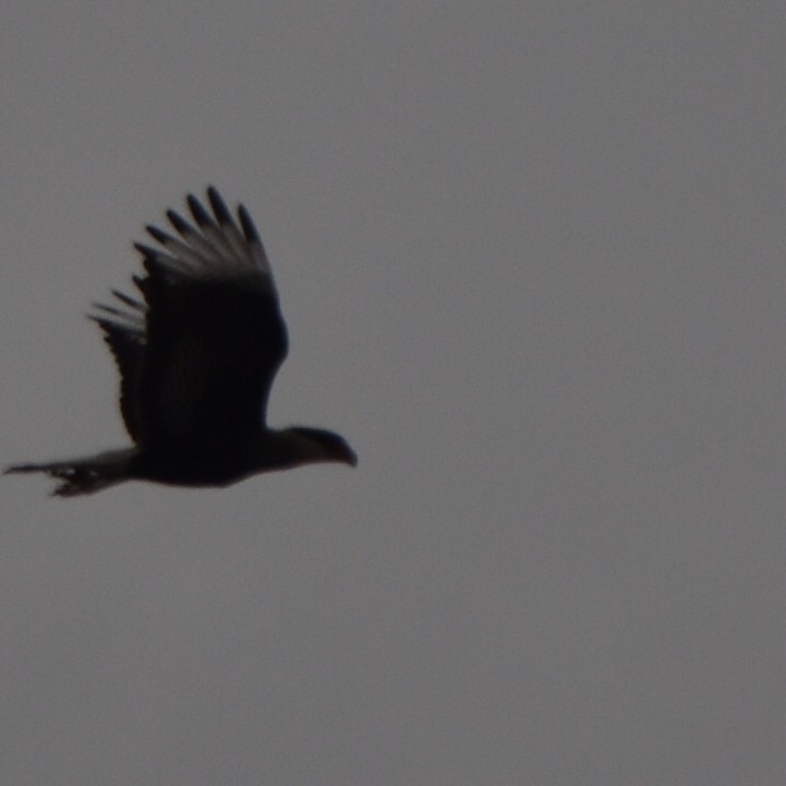 Crested Caracara - ML619283848