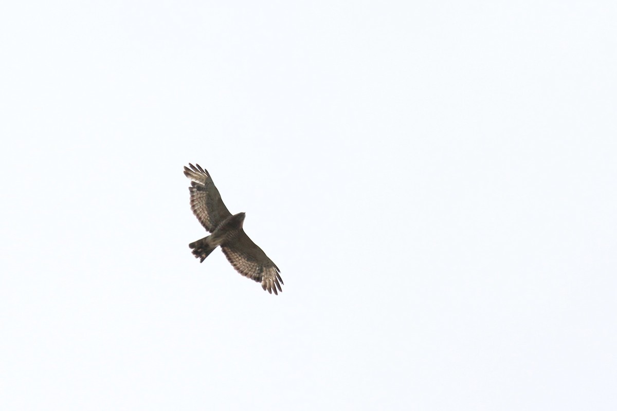 Broad-winged Hawk - Quinten Wiegersma