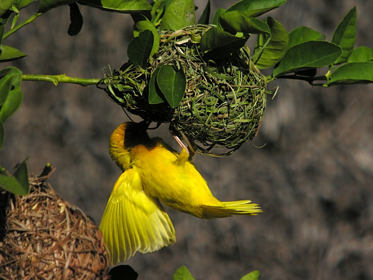African Golden-Weaver - Marcos Lacasa