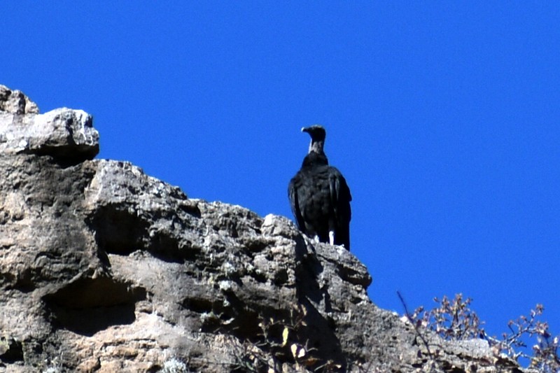 Black Vulture - Adrian Romo Garcia