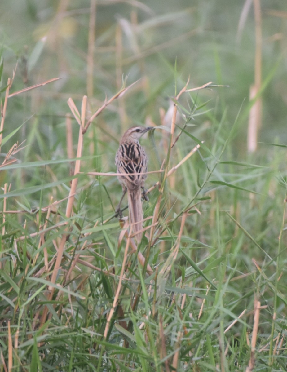 Striated Grassbird - Gyanchandra Gyani