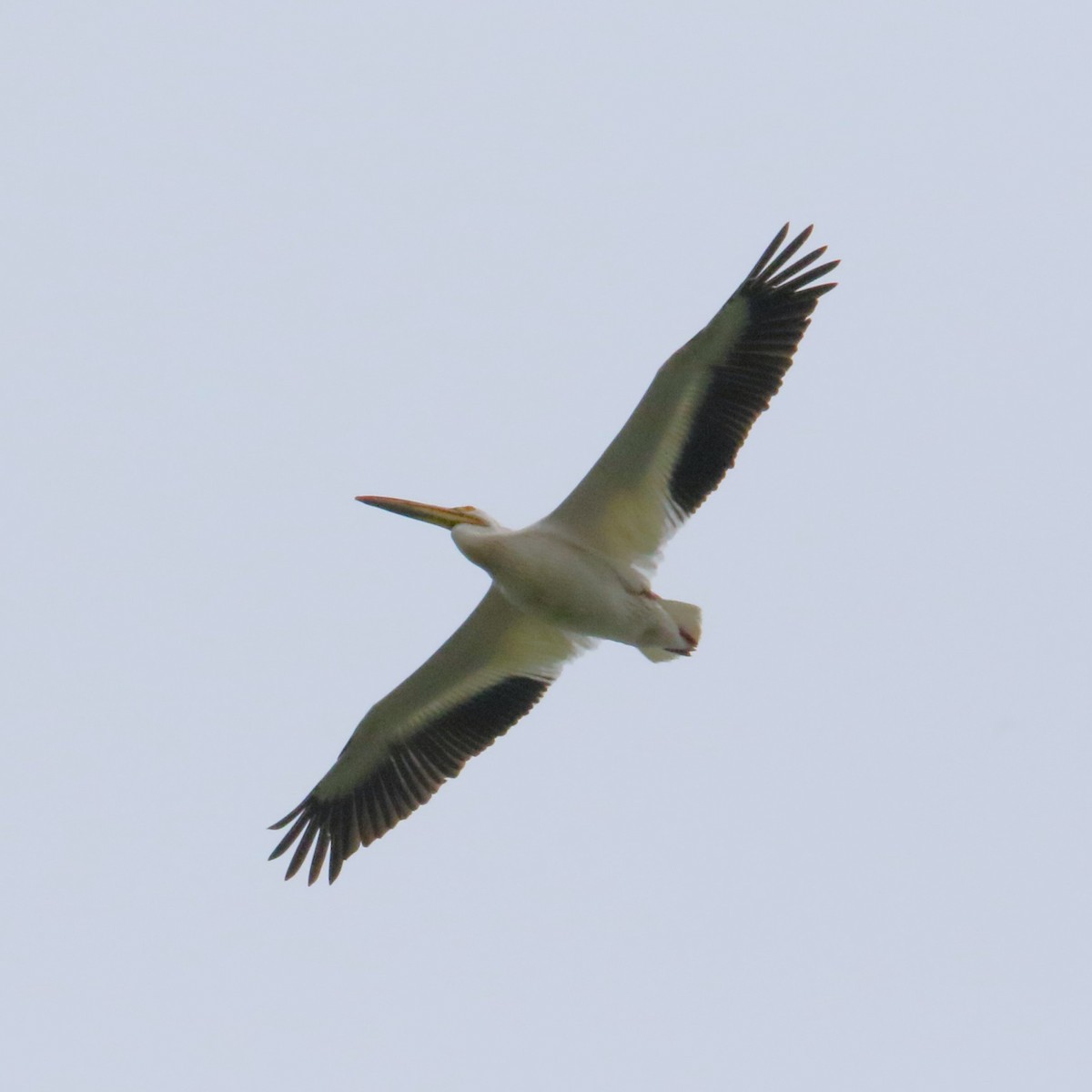 American White Pelican - James Kerner