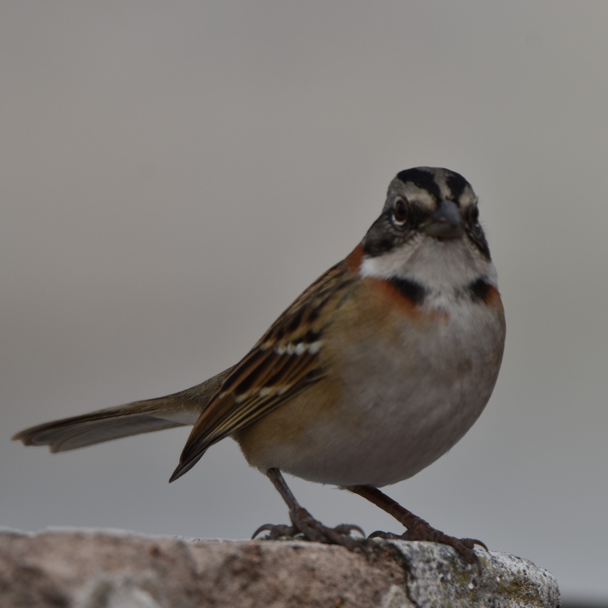 Rufous-collared Sparrow - ML619283882